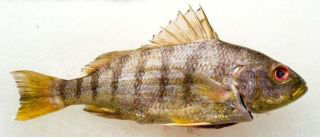 Rainforest Seafoods